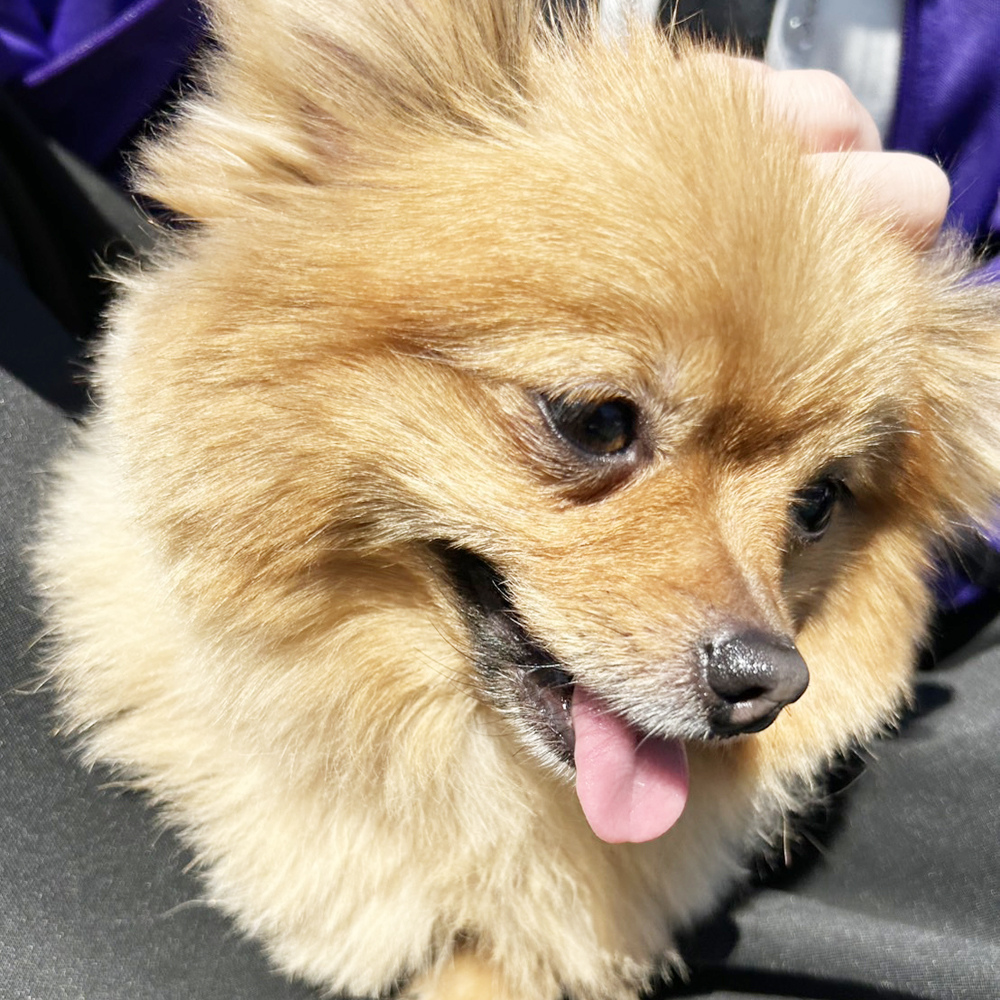 生徒が撮影したモデル犬写真♪